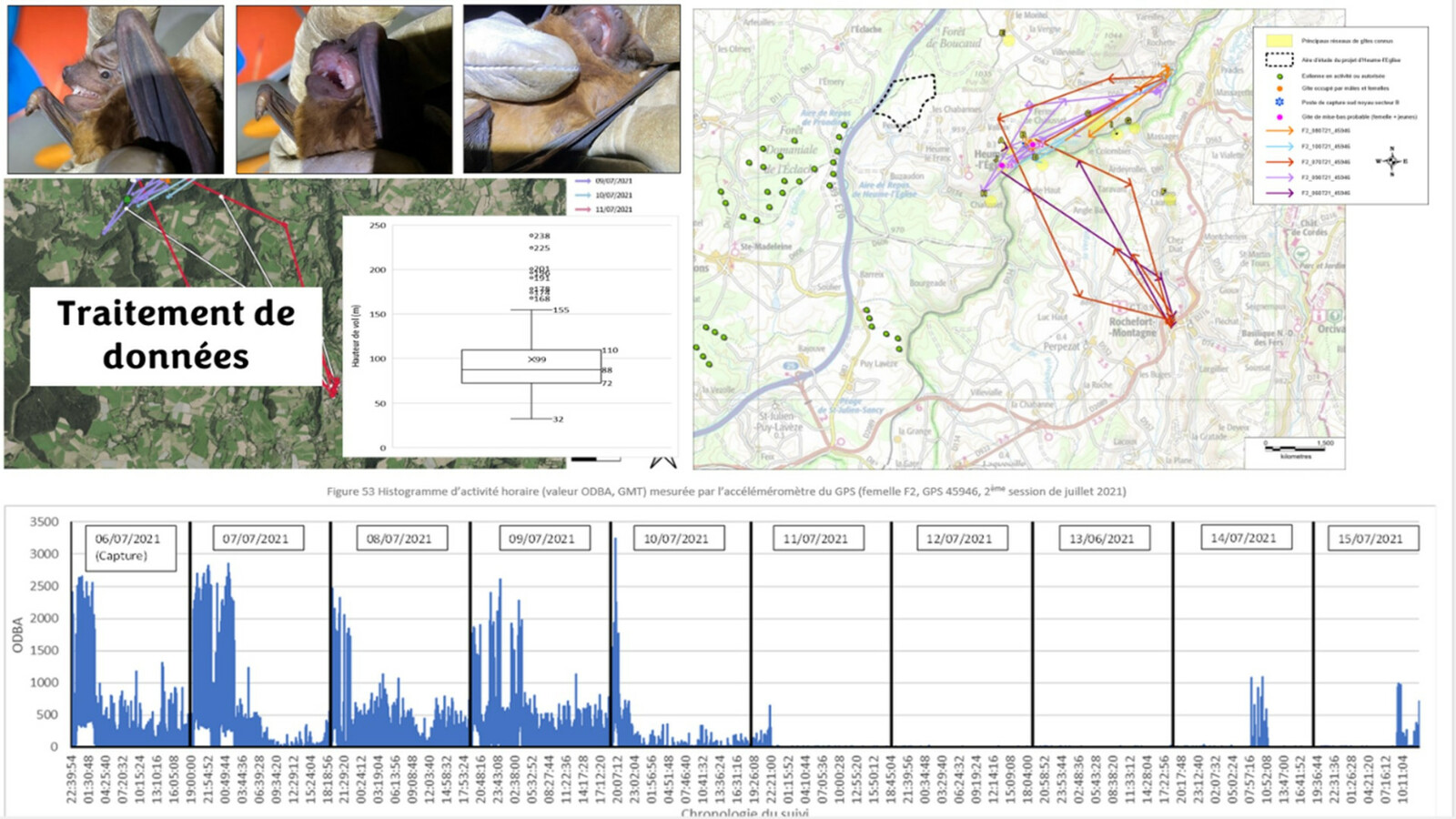 traitement donnees sur chauve souris